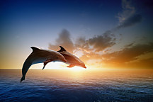 Obraz Jadranské more s delfínmi